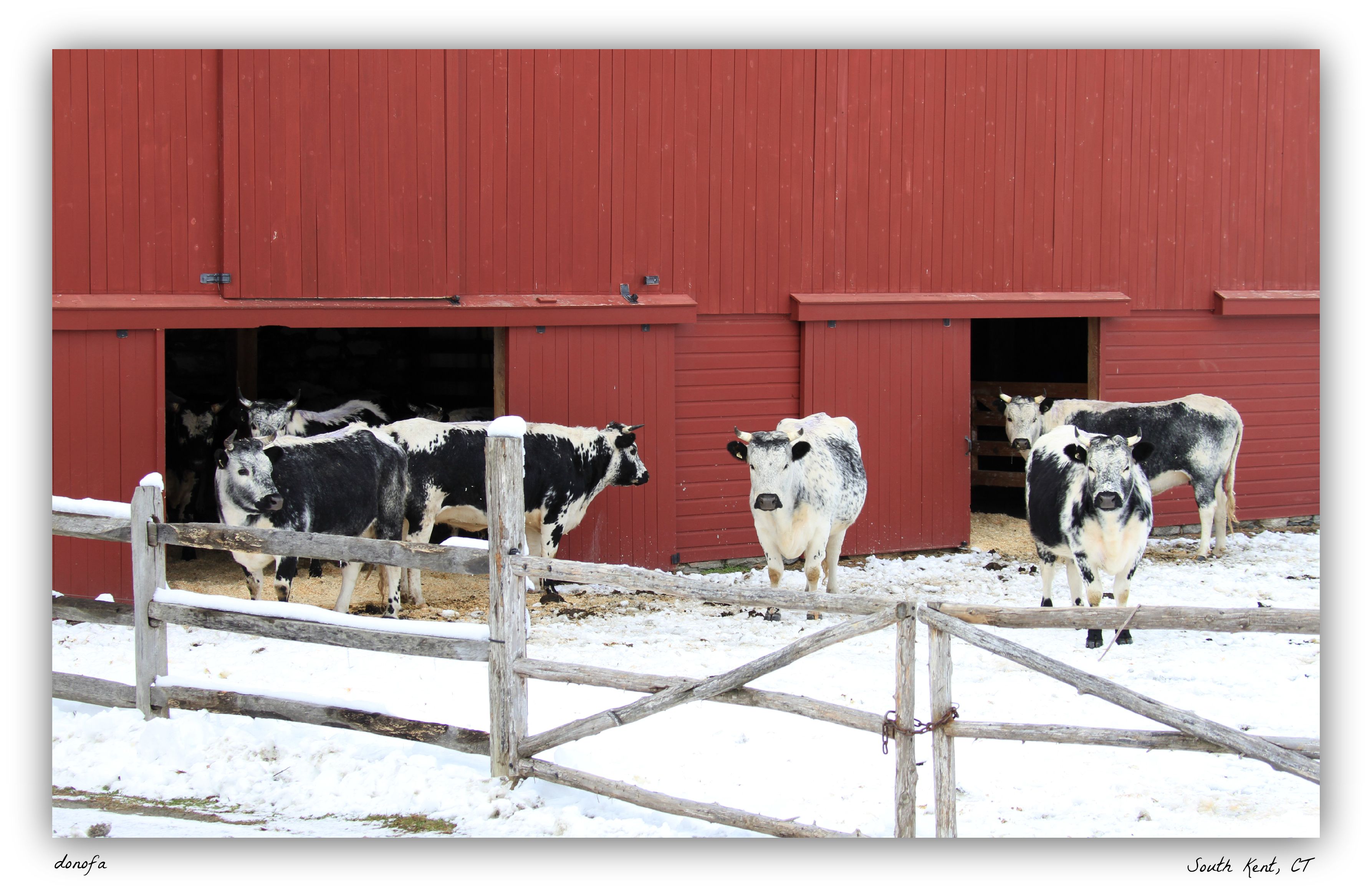 How you can take great shots of cattle ? I helped the farmer by my